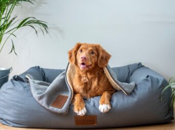 hundehalterhaftpflichtversicherung-01